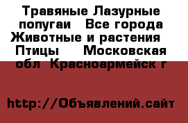 Травяные Лазурные попугаи - Все города Животные и растения » Птицы   . Московская обл.,Красноармейск г.